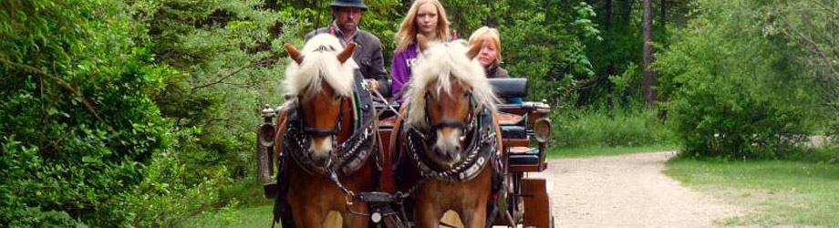 Riding & Horse-drawn carriage